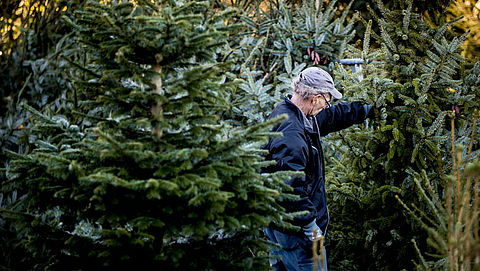 Kunst- of echte kerstboom: welke is het meest duurzaam?