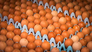 NVWA doet onderzoek naar mogelijk vergiftigde kippeneieren