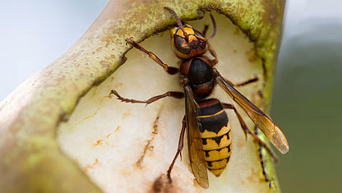 Hoe gevaarlijk is de hoornaar?