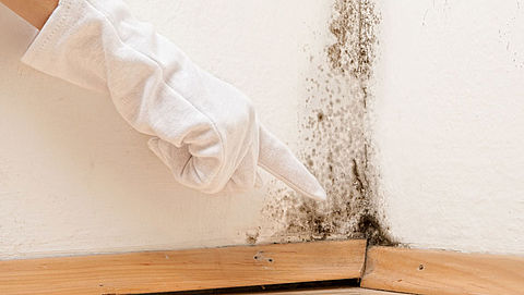 Hoe verwijder je schimmel in je huis?