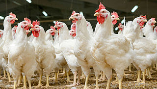 NVWA controleert kippenvlees op fipronil
