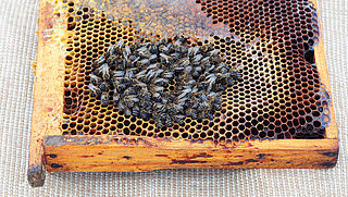 EU-lidstaten stemmen voor verbod op bijengif