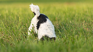 'Laat je hond niet in een dijk graven'