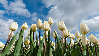 'Kopers van tulpenbollen Bloemenmarkt worden misleid'