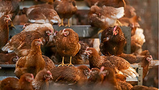 Reclame Code Commissie: Albert Heijn misleidend over kip