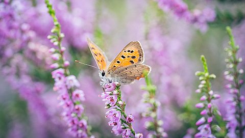 Koop jij mooie tuinplanten? Grote kans dat deze giftig zijn voor vlinders en bijen