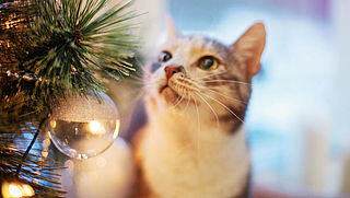 Zo houd je je kat weg bij de kerstboom