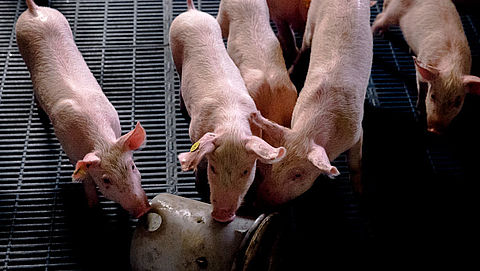 Schokkende beelden van dierenmishandeling bij varkensfokkerijen