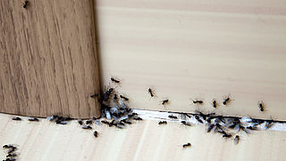 Mieren, zilvervisjes en fruitvliegjes: zo houd je ze buiten de deur