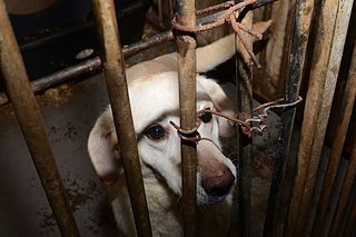 Dierenbescherming haalt honderden honden weg bij broodfokker