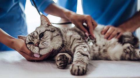 Huiskat kan coronavirus overdragen op andere katten