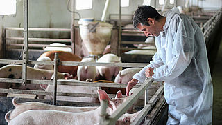 Kan varkensvlees je met corona besmetten?