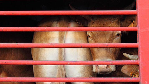 'Afgeschermd dierenleed in dichte veewagens'