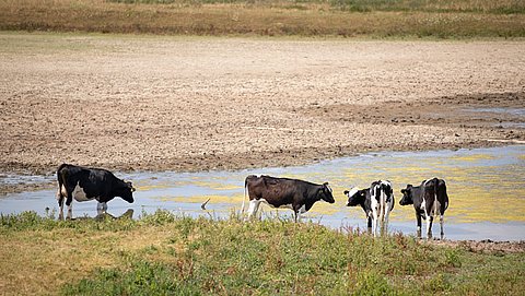 'NVWA greep niet in ondanks meldingen over hittestress dieren'