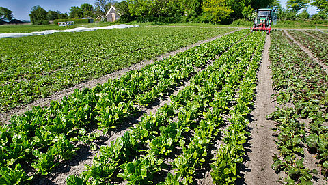 'Biologische landbouw in Nederland neemt toe'