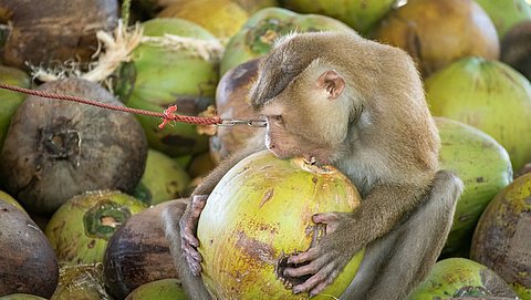 Apen mishandeld voor kokosmelk: supermarkten bannen Thaise merken