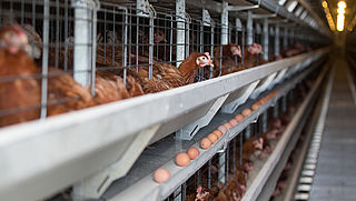 Animal Rights filmt opnieuw misstanden in leghenbedrijven