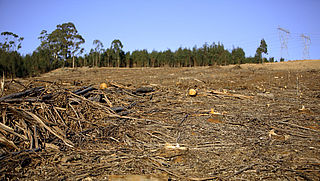 'Levensmiddelenindustrie komt belofte om te stoppen met ontbossing niet na'