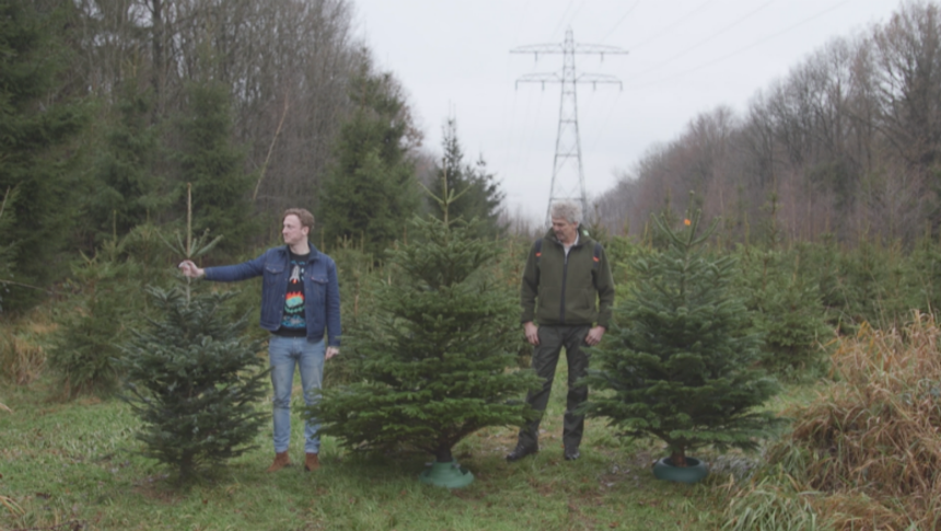 radar checkt kerstboom ikea versus kerstboom van kerstbomenboer radar het consumentenprogramma van avrotros