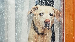 Je hond alleen thuislaten? Zo lang kun je maximaal wegblijven