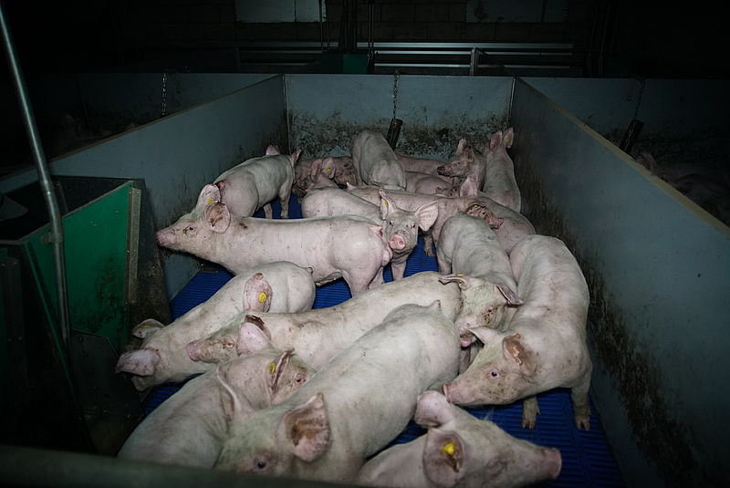 'Miljoenen varkens meer gefokt in ons land dan bekend'