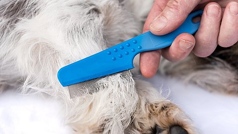 Vlooien bij je huisdieren? Zo wijs je ze de deur