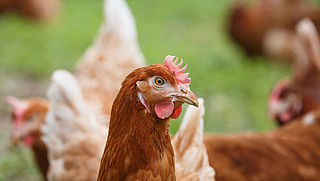 Dierenrechtenorganisaties ontevreden over kippen- en hanenopvang Amsterdam