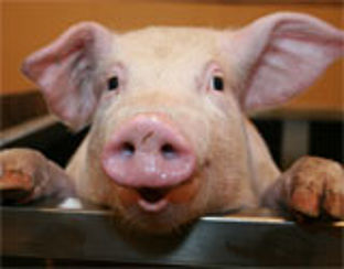 RvS: megastal voor 10.000 varkens mag