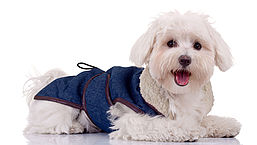 Mag fotostudio foto's verkopen van jouw hond?