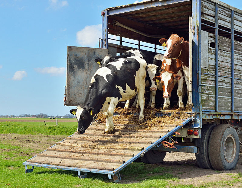 Dierenvervoer ook buiten EU volgens EU-regels
