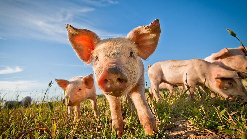WUR waarschuwt voor verspreiding varkenspest tijdens vakantie