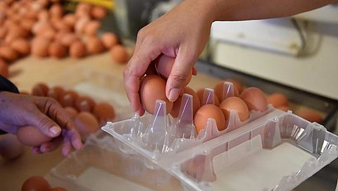 Opnieuw fipronil gevonden in Nederlandse eieren