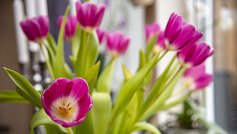 Garantie op bloemen: wat mag je verwachten?