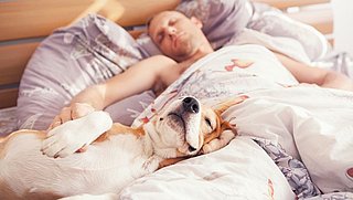 Slaapt jouw hond gezellig bij jou in bed? Pas dan op, want dit kan gevaarlijk zijn!