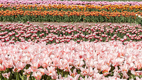 De bollenstreek haalt bloemen eerder weg om bezoekersstroom te voorkomen