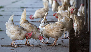 Rechtszaak tegen 'onnodig' ruimen fipronil-kip