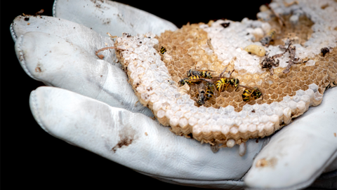 Aantal meldingen van wespennesten toegenomen