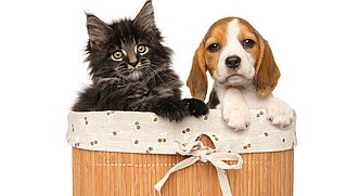 Een honden- of kattenmand uitzoeken: waar moet je op letten?