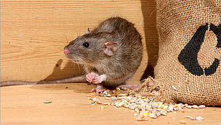 'Overheid kan toename rattenoverlast niet aan'