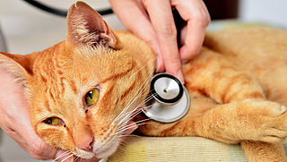 Coronavirus vastgesteld bij kat in België
