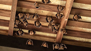 Zoogdiervereniging: controleer je huis op vleermuizen voordat je gaat isoleren