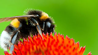 Nederland wil verbod op bijengif in Europa