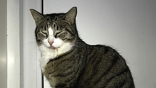 Groene aanslagreiniger Action zeer gevaarlijk voor katten