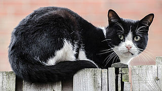 Overlast van kattenverjager: wat kan je doen?