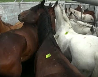 Import Mexicaans paardenvlees gestopt