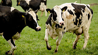 Vlees bij veel veehouderijen besmet met darmbacterie