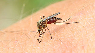 Effectief muggen weren uit je huis doe je met dit vierstappenplan