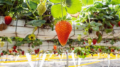 Zit er in de winter meer gif op aardbeien?