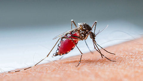 Hoe houd je muggen op een afstand?