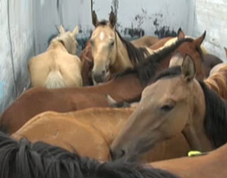 Vijf jaar cel geëist voor paardenvleesfraude